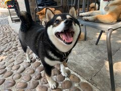 -柴犬高等学院·狗咖·柴犬售卖·宠物训练