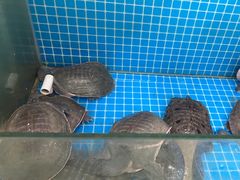 -元银甲·湖北地标美食(汉阳店)