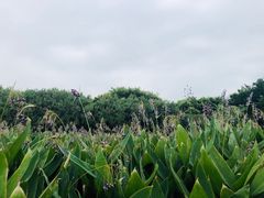 -五缘湾湿地公园