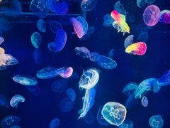 -海合安成都极地海洋公园