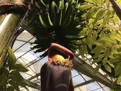 -呀路古热带植物园