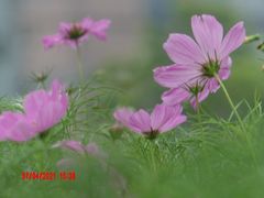 -映月湖中央公园