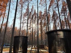 -黄海国家森林公园