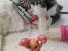 -宠颐生汉谟拉比宠物医院