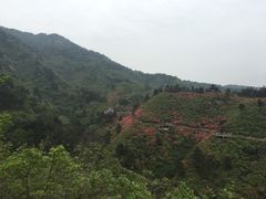 -木兰云雾山