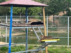 -西霞口神雕山野生动物世界