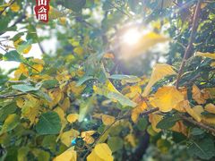 -香山公园