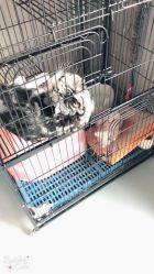 -杨卓刺青工作室·YZ STUDIO