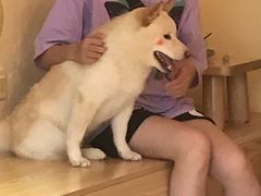 -喜柴咖啡·柴犬狗咖