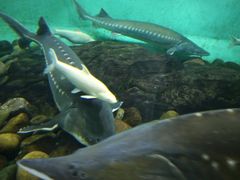 -太平洋海底世界