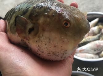 你吃过可可爱爱的河豚吗