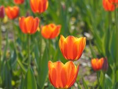 -长春公园(普阳街道)