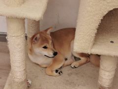 -浣熊柯尔鸭土拨鼠·电玩咖