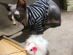 -猫和宫(六道口店)