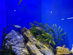 -上海海洋水族馆