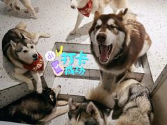 -Husky Go!哈士奇体验馆·宠物咖啡厅狗咖
