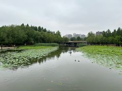 -前关湿地公园