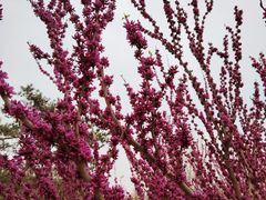 -海棠花溪(元大都城垣遗址公园)