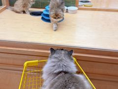 -帕帕拉兹宠物(亚洲旗舰店)