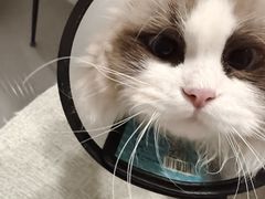 -宠颐生宠物医院·异宠猫科内科·诊疗中心宠巢店