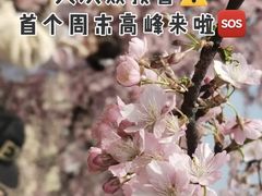 -顾村公园