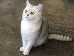 -喵屿·大理花园猫咖