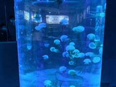-苏州海洋馆