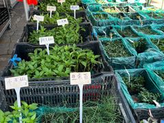 -中环花鸟鱼虫市场