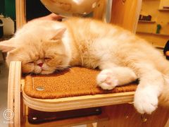 -飞行喵MR PILOT|猫舍·猫咖(静安大融城店)