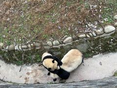 -都江堰中华大熊猫苑