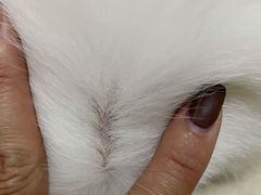 -爱宠屋pet shop·宠物洗澡·宠物美容