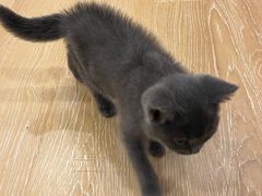 -猫咪派对(江南西店)