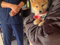 -瑞派宠物医院·犬猫全科·猫友好(宾水西道店)