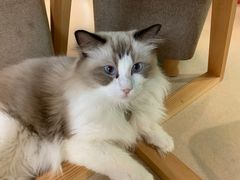 -猫在这儿猫咪咖啡馆·撸猫馆