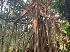 -中国科学院西双版纳热带植物园