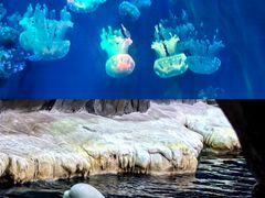 -杭州长乔极地海洋公园