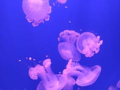 -华夏文旅西安度假区