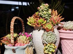 -溪岸路花鸟市场