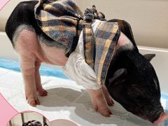 -怪兽屋·羊驼·猫咖·狗咖(俊华广场店)