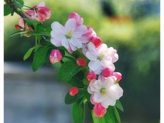 -海棠花溪(元大都城垣遗址公园)