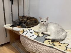 -是阿柴呀！柴犬咖啡·爱喵喵猫咖