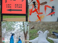 -秀丽东方