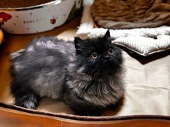 -momokira米努特·德文卷毛猫·棉花面纱犬