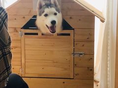 -Husky Go! 哈士奇体验馆·宠物咖啡厅狗咖