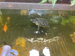 -酷以爬仙阁实体爬宠店·守宫·蜥蜴·专业繁育