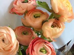 -Jo's Garden