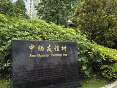-中缅友谊树
