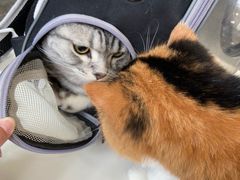 -宠爱国际动物医院· 猫科· 外科·中兽医(长白店)