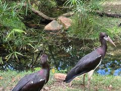 -奥兰多迪士尼动物王国乐园