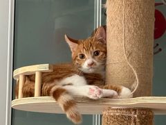 -pd派德宠物中心医院24H急重症·眼科中心·血液透析中心(嵩山北路店)